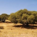Argan02