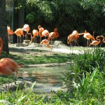 Grădina Botanică, Gradina Zoologică și parcurile din București