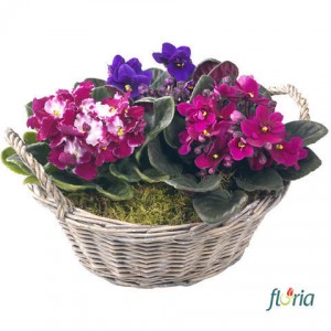 flori-violete-pentru-violeta-2624
