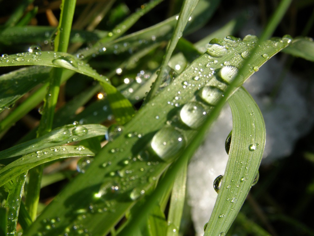 Roua, un leac tămăduitor