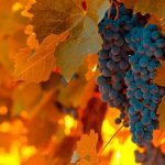 Detoxifierea pe baza de struguri
