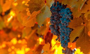 Detoxifierea pe baza de struguri