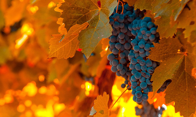 Detoxifierea pe baza de struguri