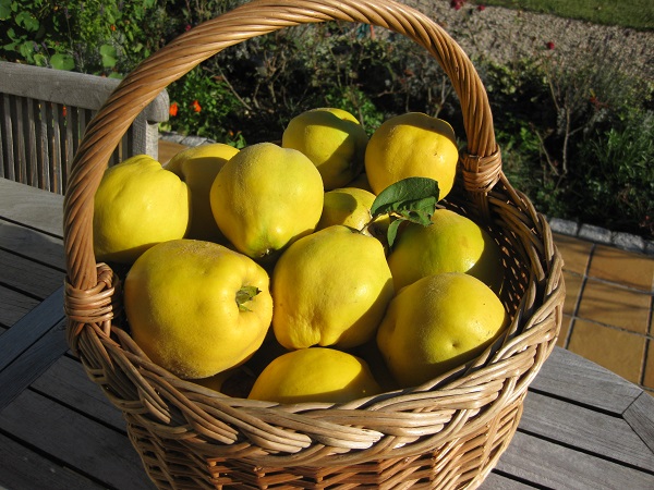 Toamna are gust de gutui