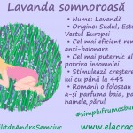 Cel mai bun remediu anti-stres are culoarea mov: lavanda