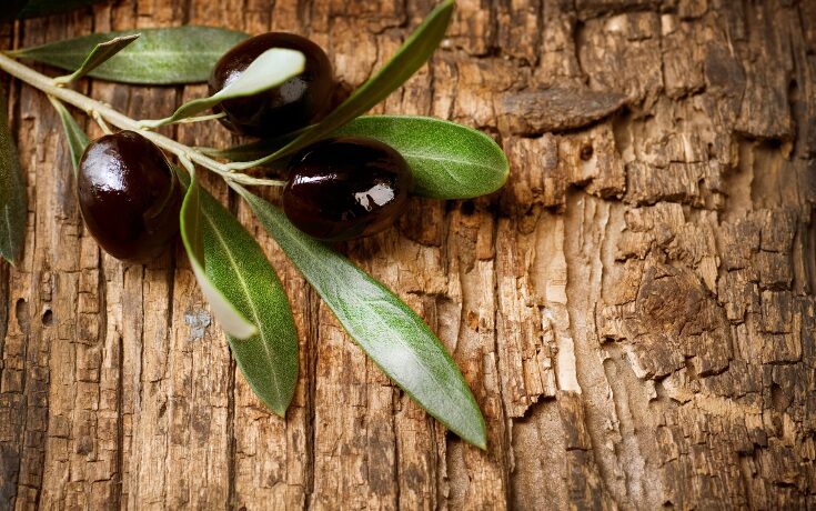 olives_leaf