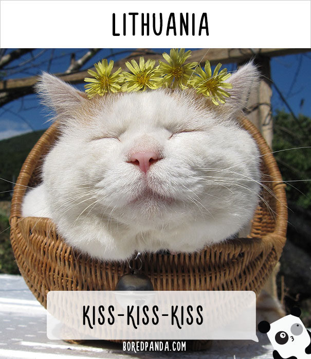 how-people-call-cats-in-different-countries-lithuania