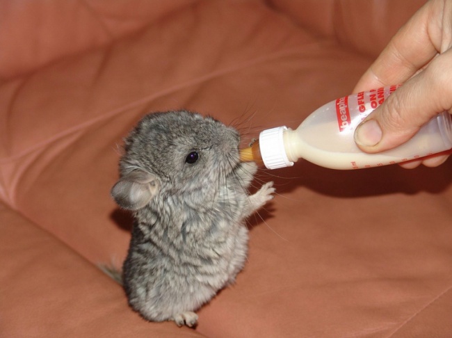 3-animalut-adorabil