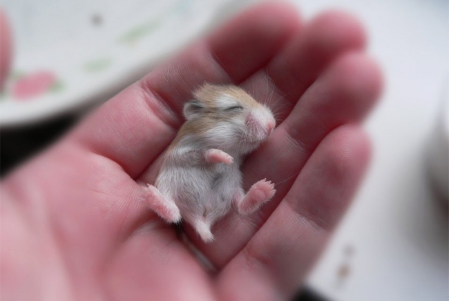 5-hamster