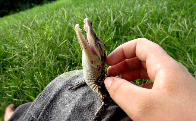 7-crocodil