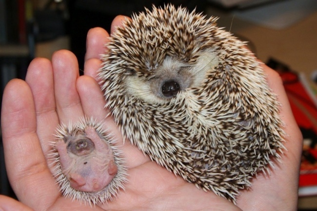 8-animalut-adorabil