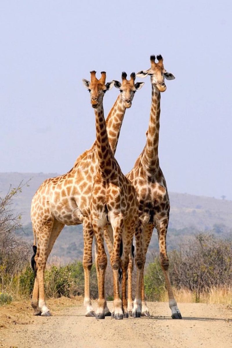 hluhluwe-south-africa-formation-pattern-giraffes-2