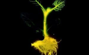 5-24-300x187-8048976