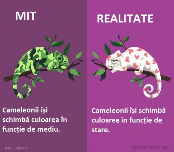 5-39-600x524-5221662