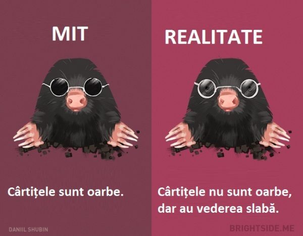 8-35-600x467-6916954