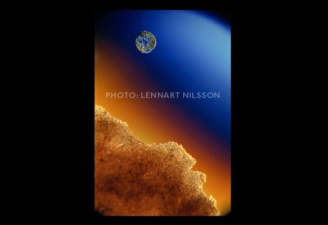 6-cum-se-naste-un-copil-8265409