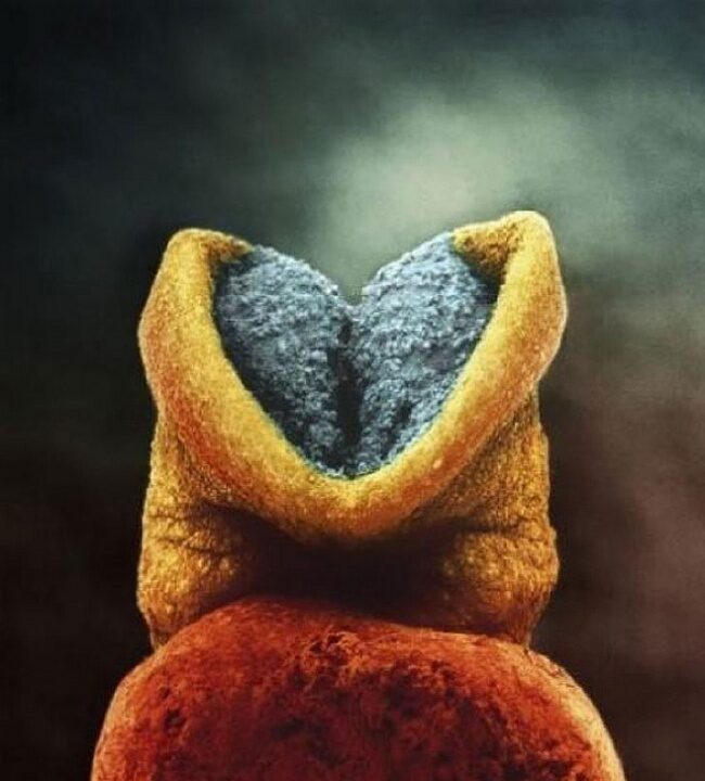 8-cum-se-naste-un-copil-9552121