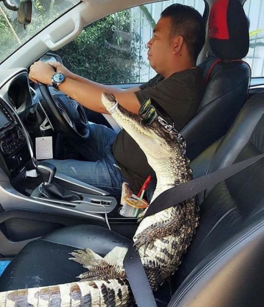 12-5-517x600-6508946