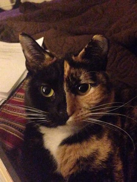 12-1-450x600-9478706