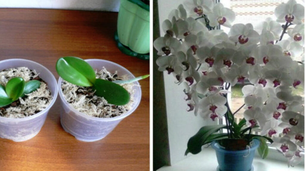 Ingredientul MAGIC din bucătăria ta care te ajută să ai ORHIDEEA mereu înflorită și să o înmulțești