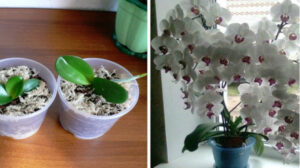 Ingredientul MAGIC din bucătăria ta care te ajută să ai ORHIDEEA mereu înflorită și să o înmulțești