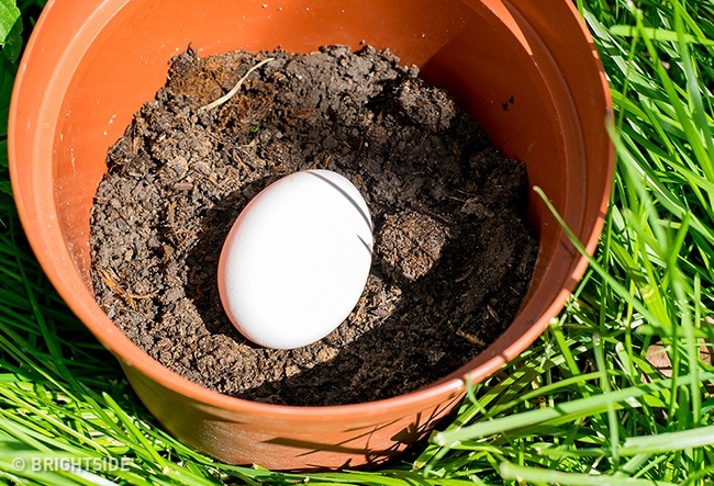 Umpleți vasul cu 2 centimetri de sol în ghiveci. Puneți un ou crud necinstit în oală și acoperiți-l cu sol. Pe măsură ce oul se descompune, acesta va servi drept îngrășământ natural.