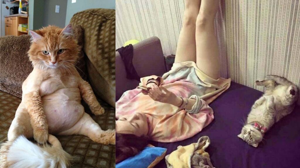 Motivele pentru care TERAPEUȚII recomandă PISICA animal de companie