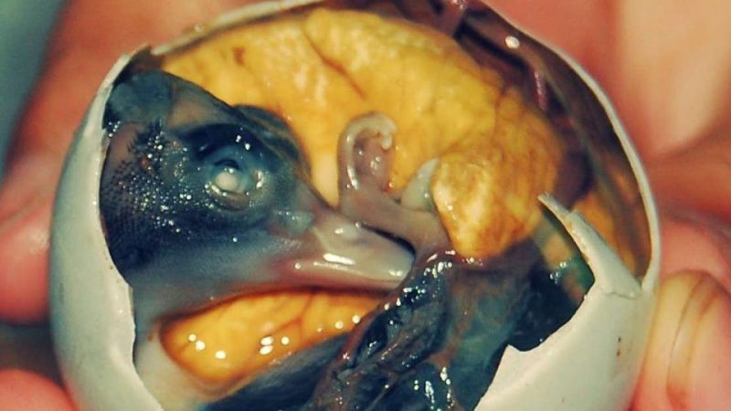 balut-800x450-4927364