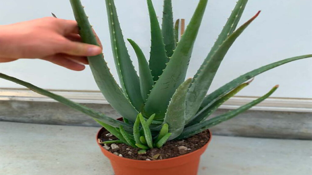 Cum îți faci propriul unguent din Aloe Vera. Lucurile pentru care trebuie să-l folosești