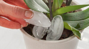 E uimitor ce se întâmplă dacă pui 3 cuburi de gheață în ghiveciul de flori