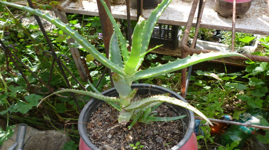 Planta care ascunde secretul fericirii și al sănătății