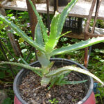 Planta care ascunde secretul fericirii și al sănătății
