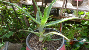 Planta care ascunde secretul fericirii și al sănătății