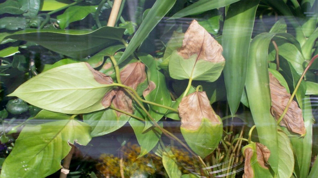 Uite ce înseamnă dacă planta ta are vârful frunzelor maronii