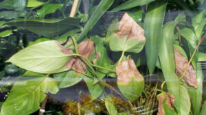 Uite ce înseamnă dacă planta ta are vârful frunzelor maronii