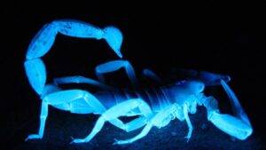 Horoscop 26 martie 2021. Vinerea neagră pentru Lei și Scorpioni